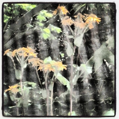 There was a huge spider web blocking the path to these new, tall, yellow flowers, so I had to take the photo from inside the house, through the window screen. I don't do spiders.