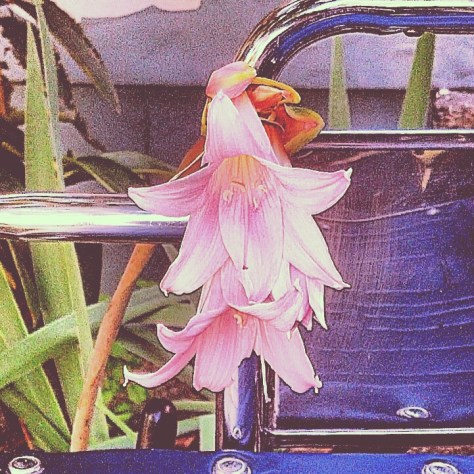 New pink bloom needing the wheelchair for support, like I do.