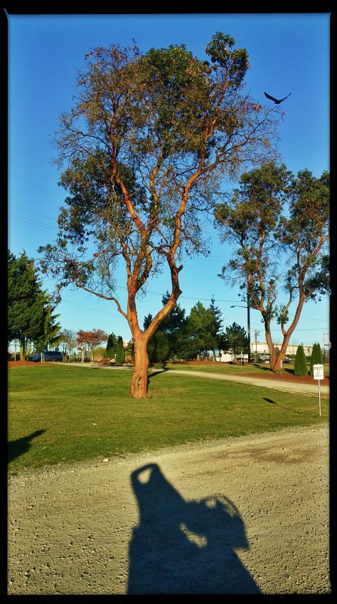 1116141517b_20141117213925481