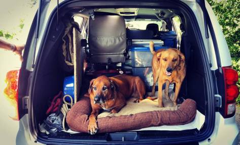 13339617_1712212469019387_1196003812106624263_n